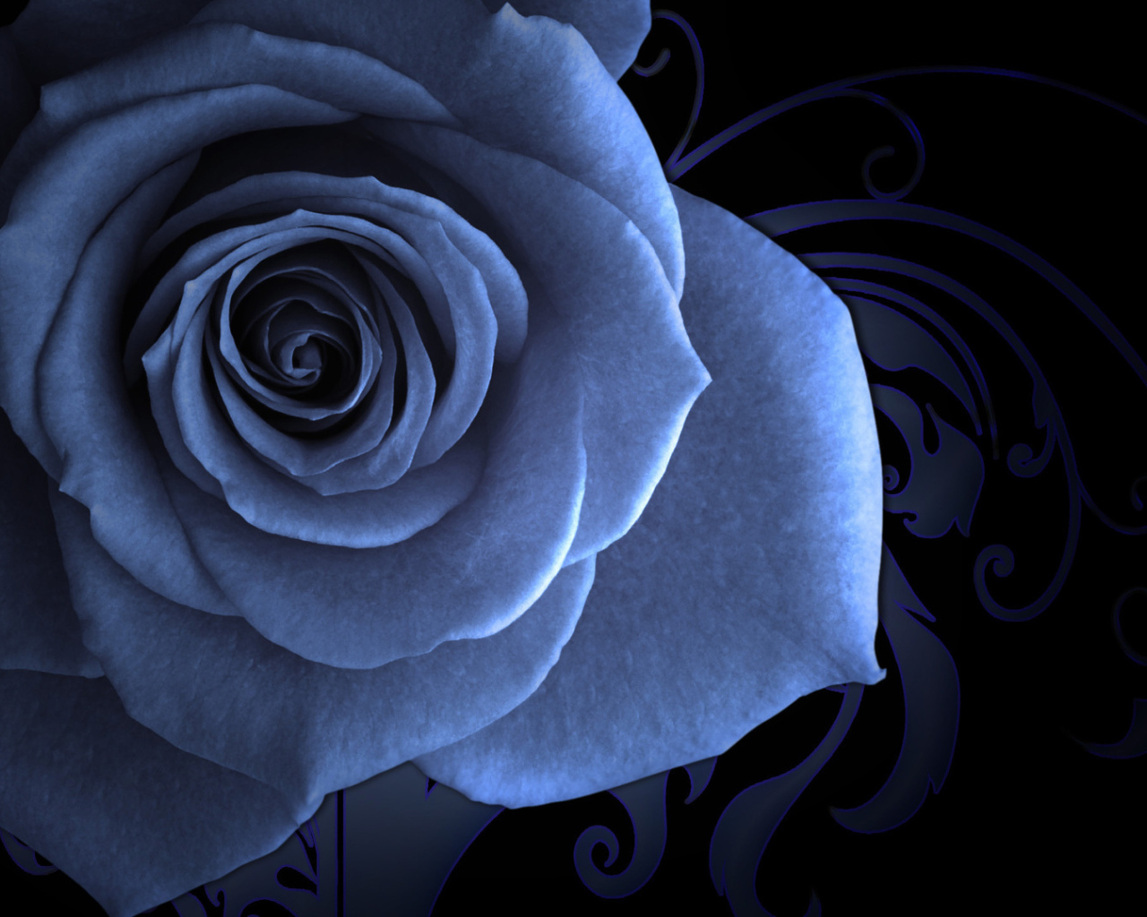 Синяя роза на красивом фоне