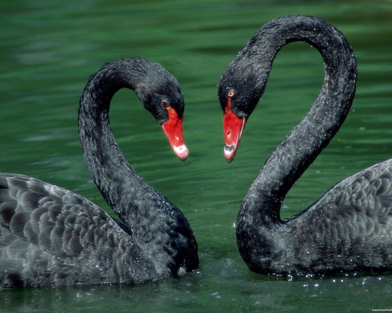 Пара лебедей на День Святого Валентина 14 февраля