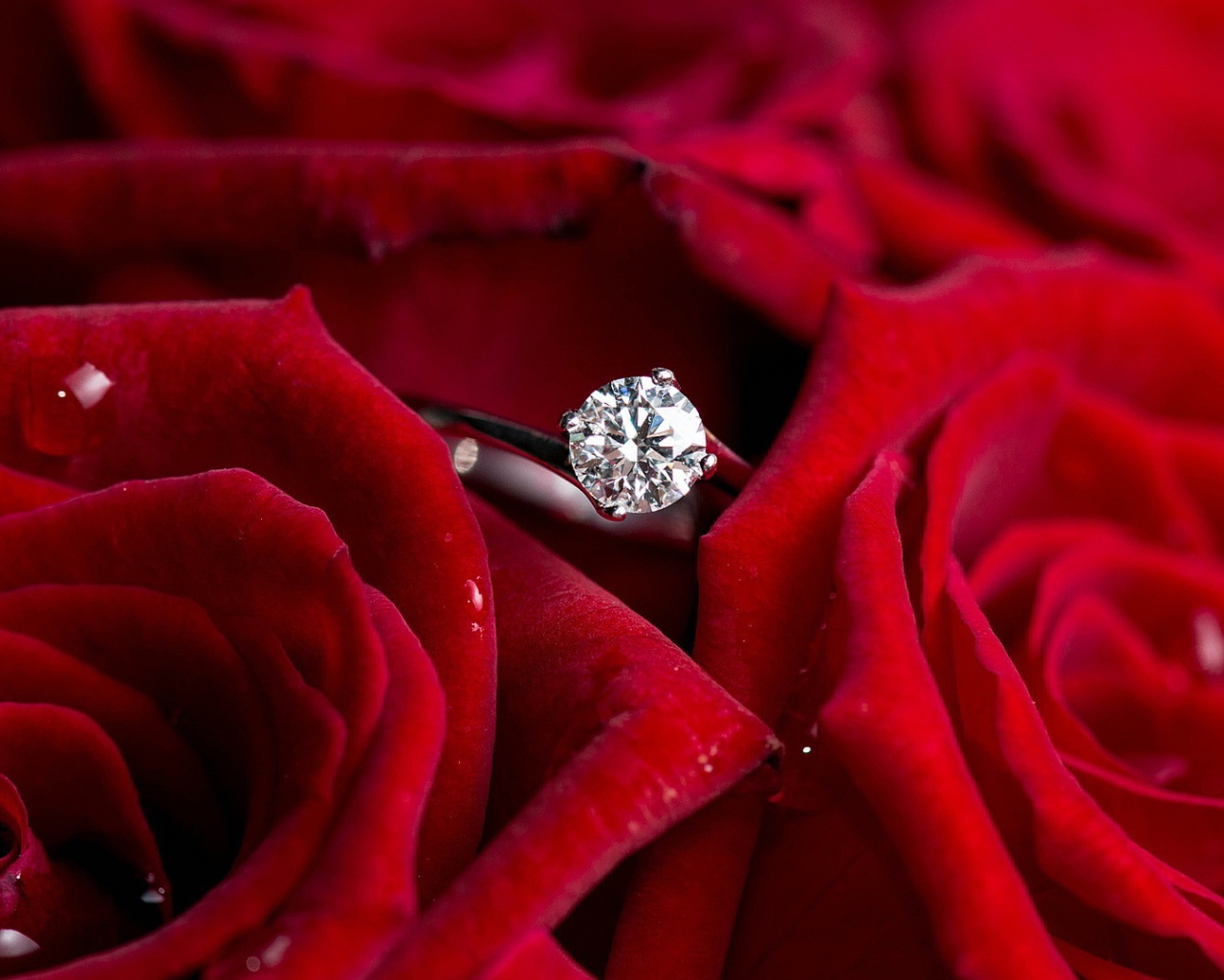 Red roses and a ring, marriage proposal Desktop wallpapers 1280x1024