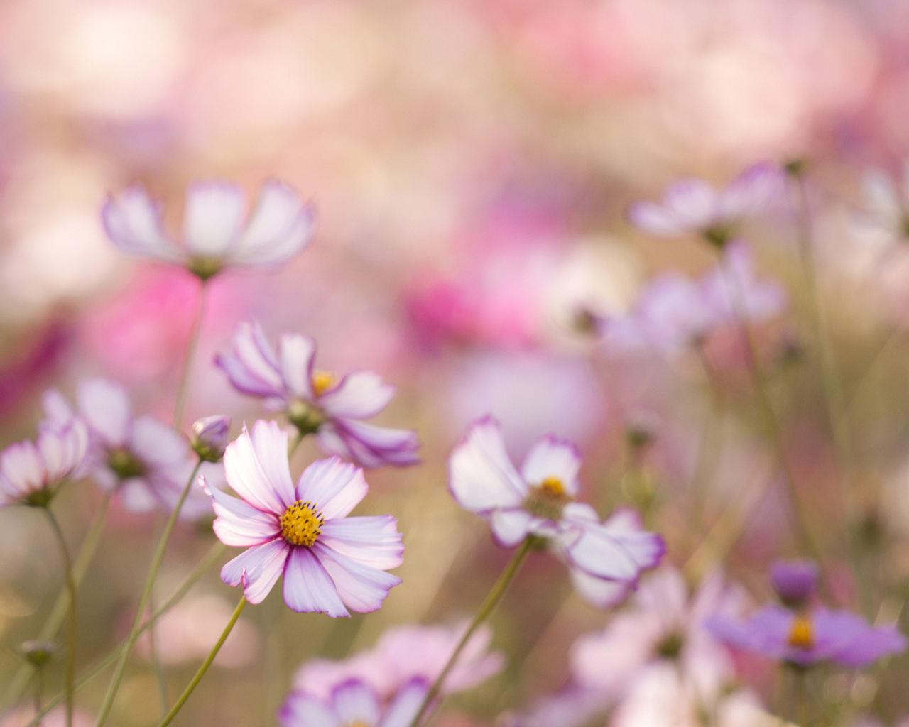 На поляне красивые цветы космея
