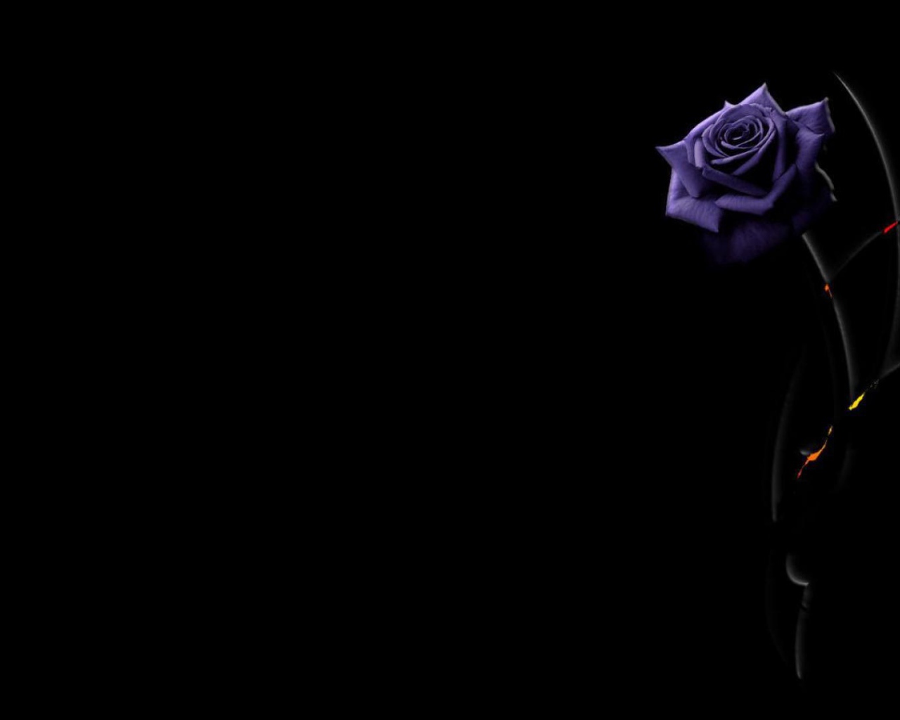 Красивая фиолетовая роза на чёрном фоне