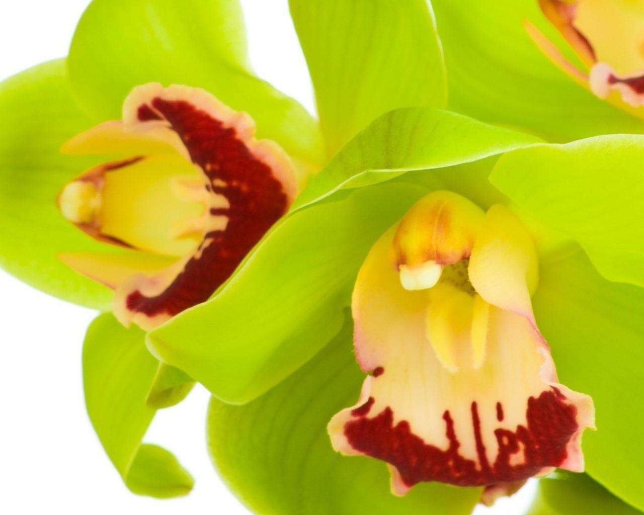 Зеленые орхидеи