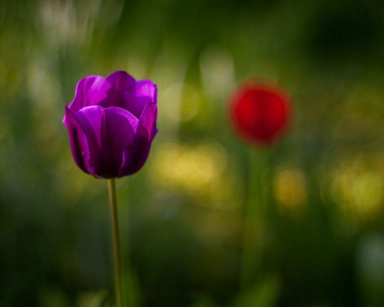 Фиолетовый тюльпан