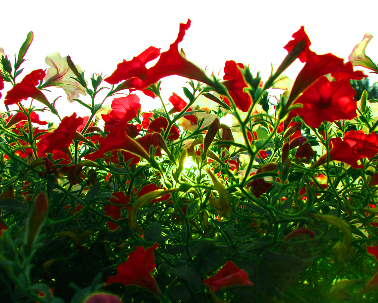 Красные цветы на зеленой траве