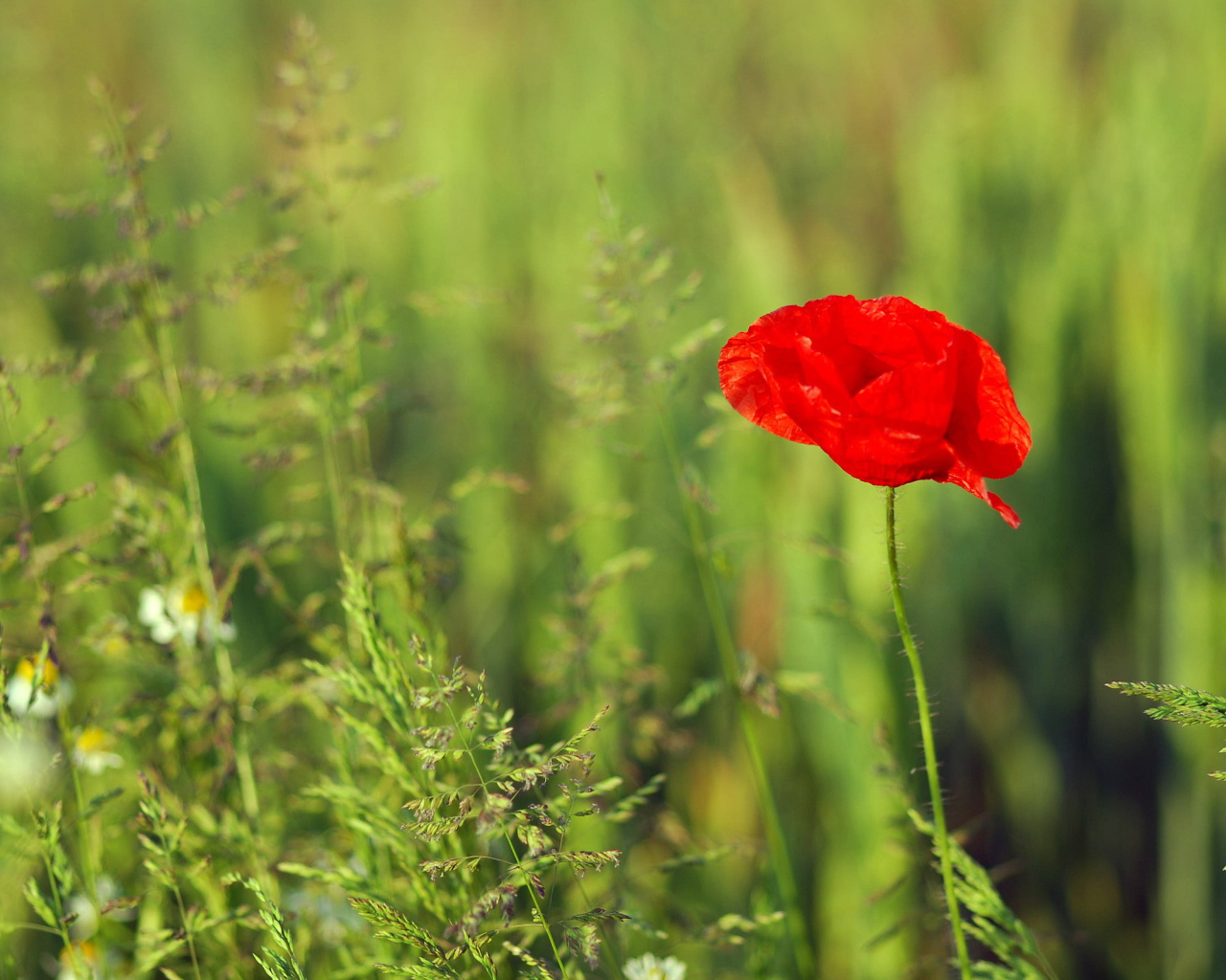 Красный цветок мака на поле
