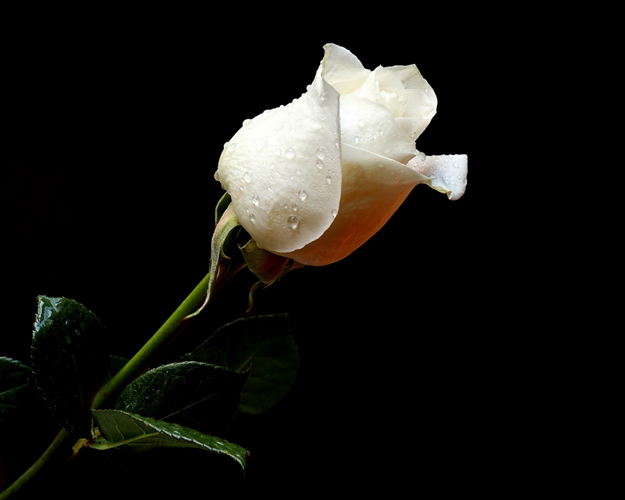 Мокрая белая роза на чёрном фоне