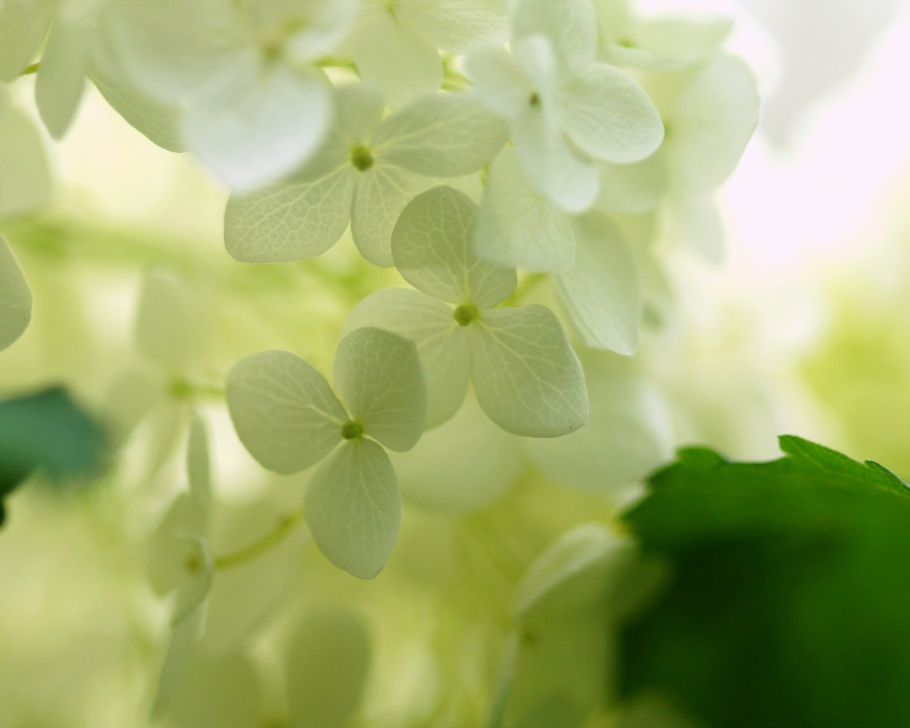 Белые цветки гортензии