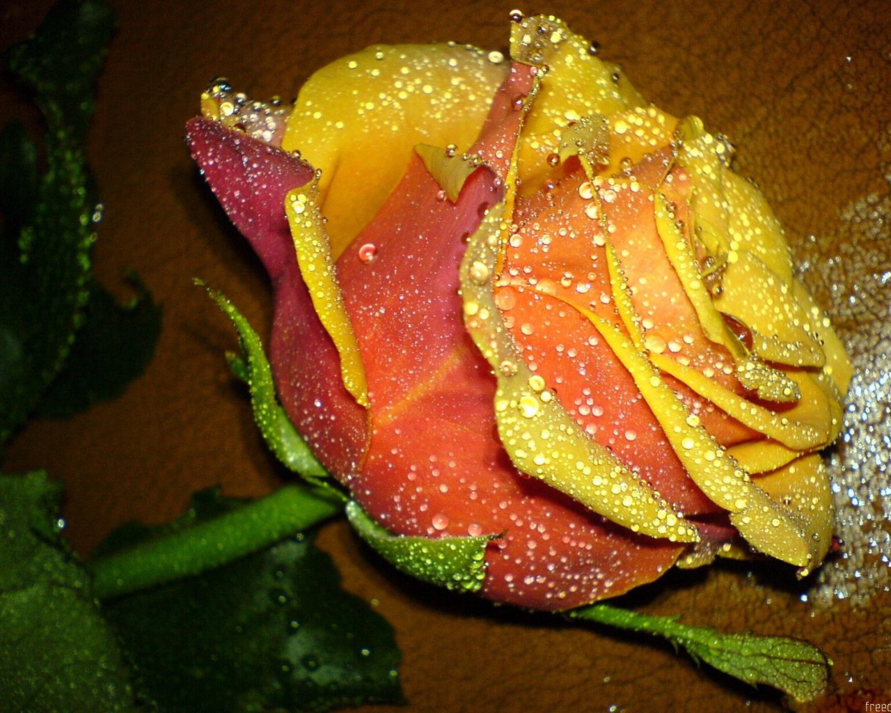 Прекрасная желтая роза