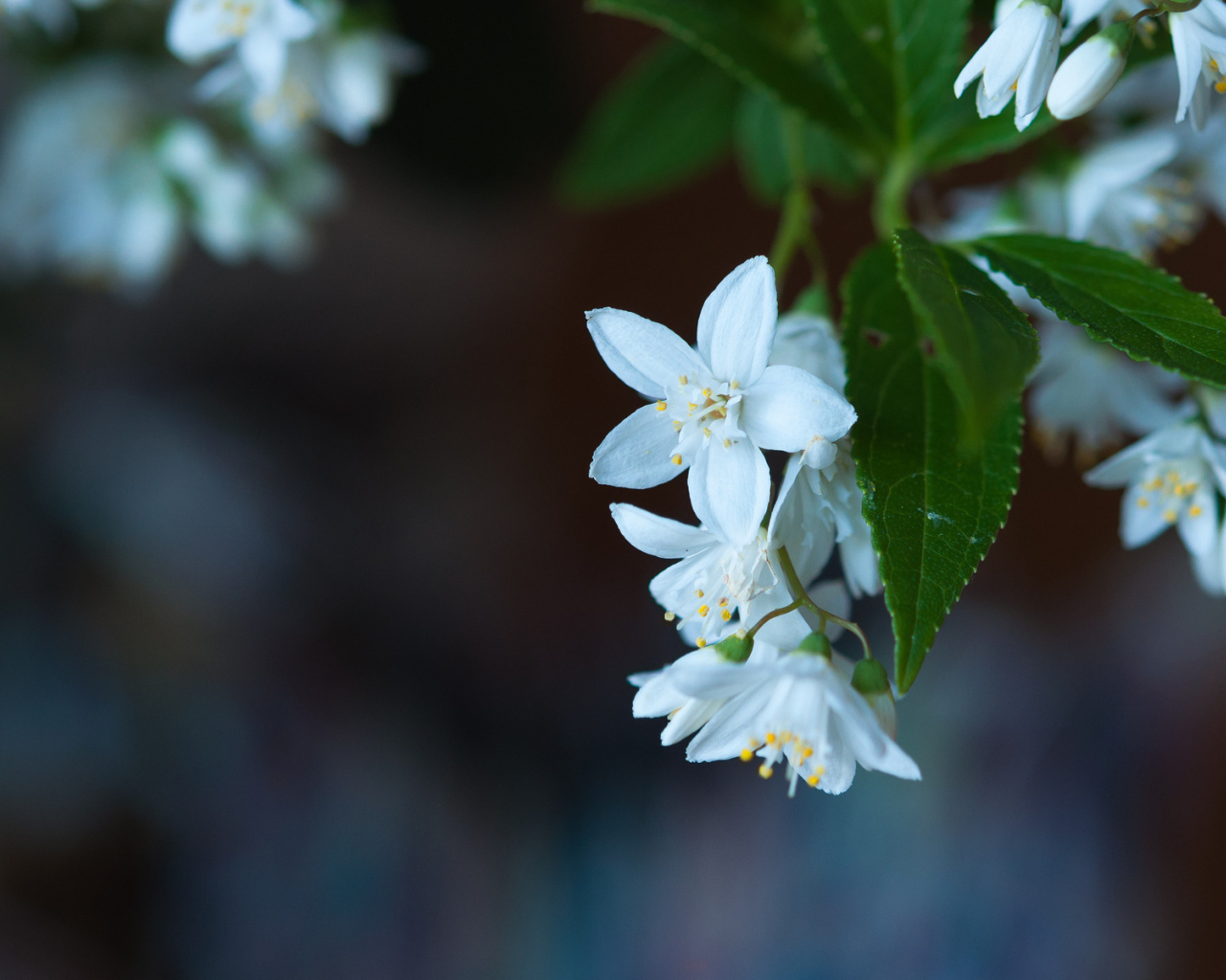Маленькие белые цветы