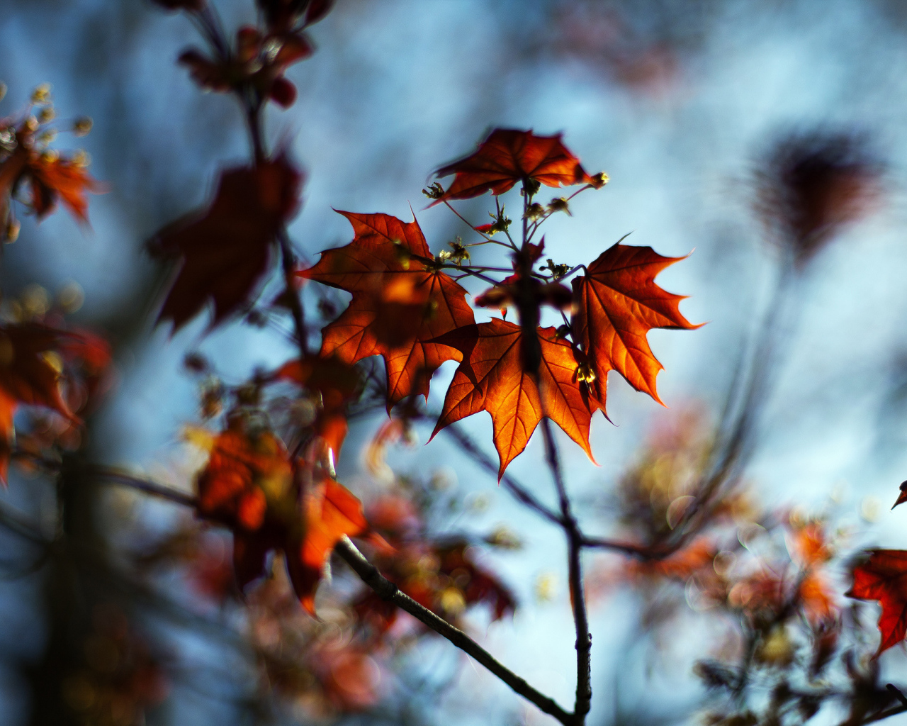 	   Branch with red leaves