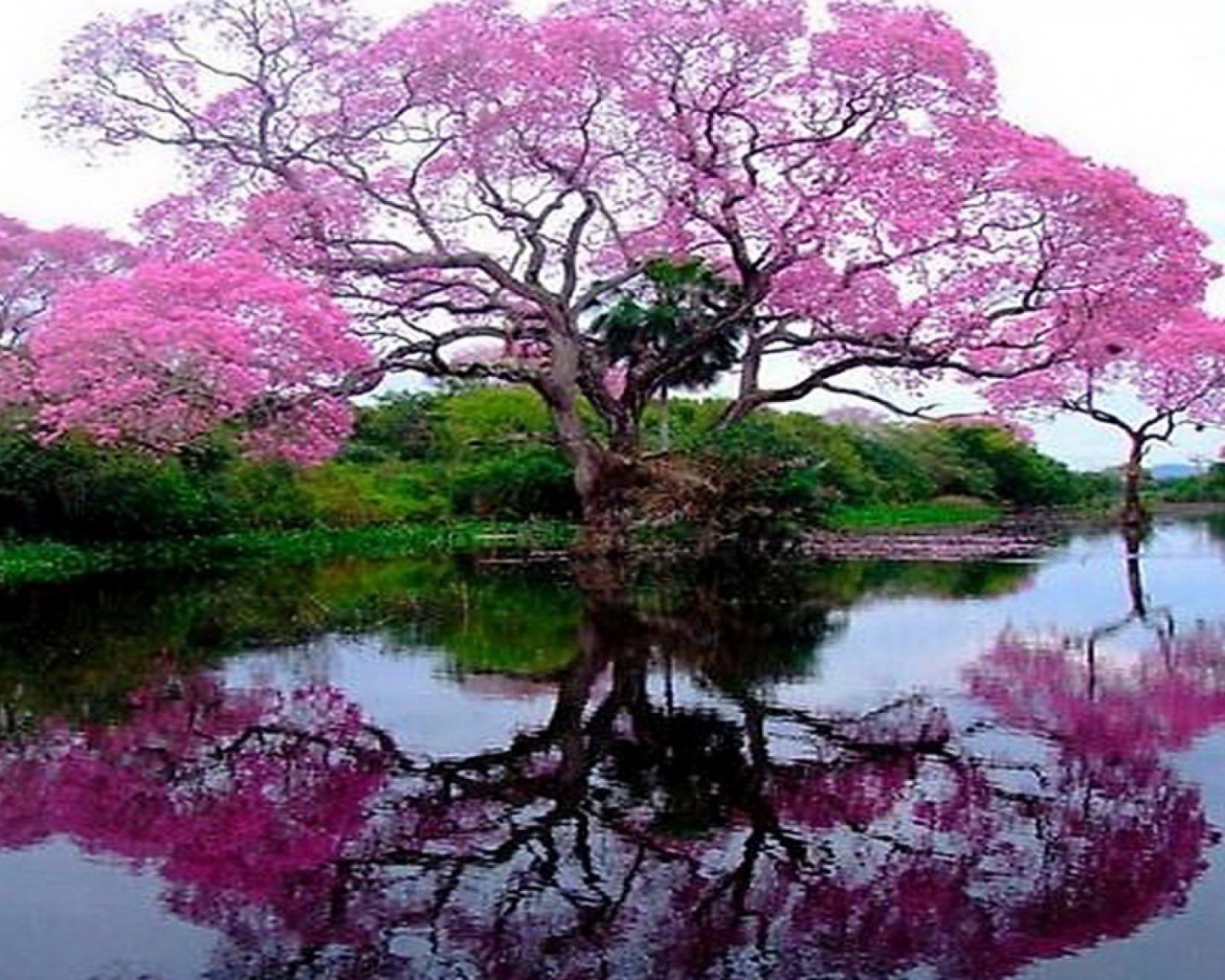 Цветущее дерево у озера