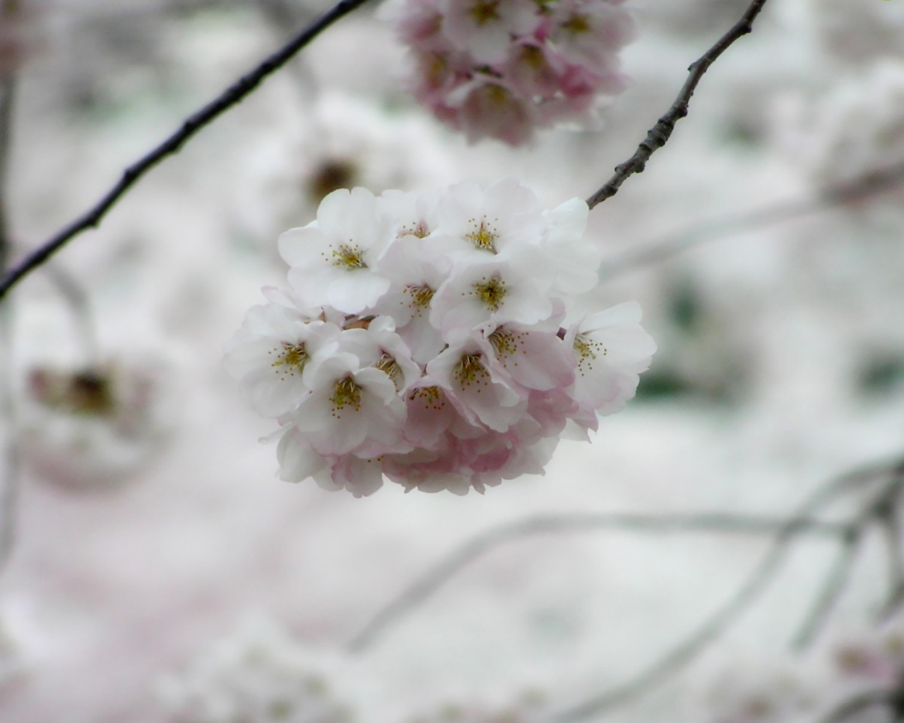 Белые цветки вишни