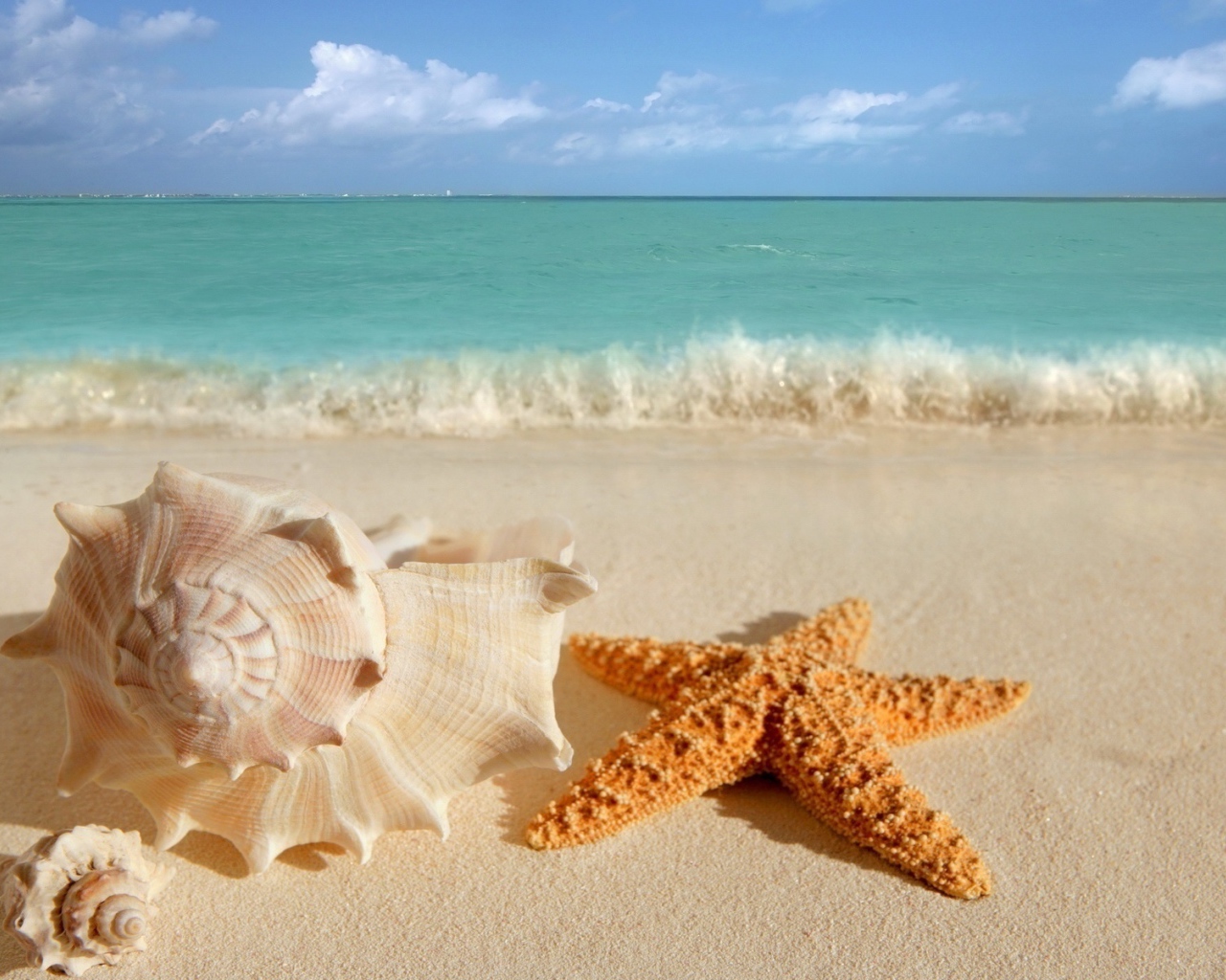 Ракушка и морская звезда на летнем пляже