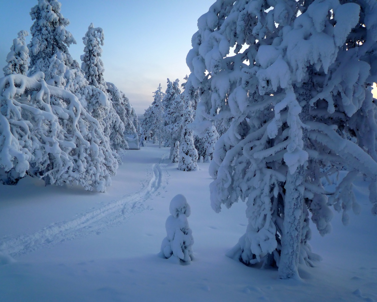 Покрытые снегом деревья