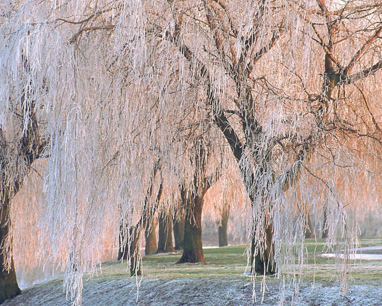 Покрытые льдом деревья