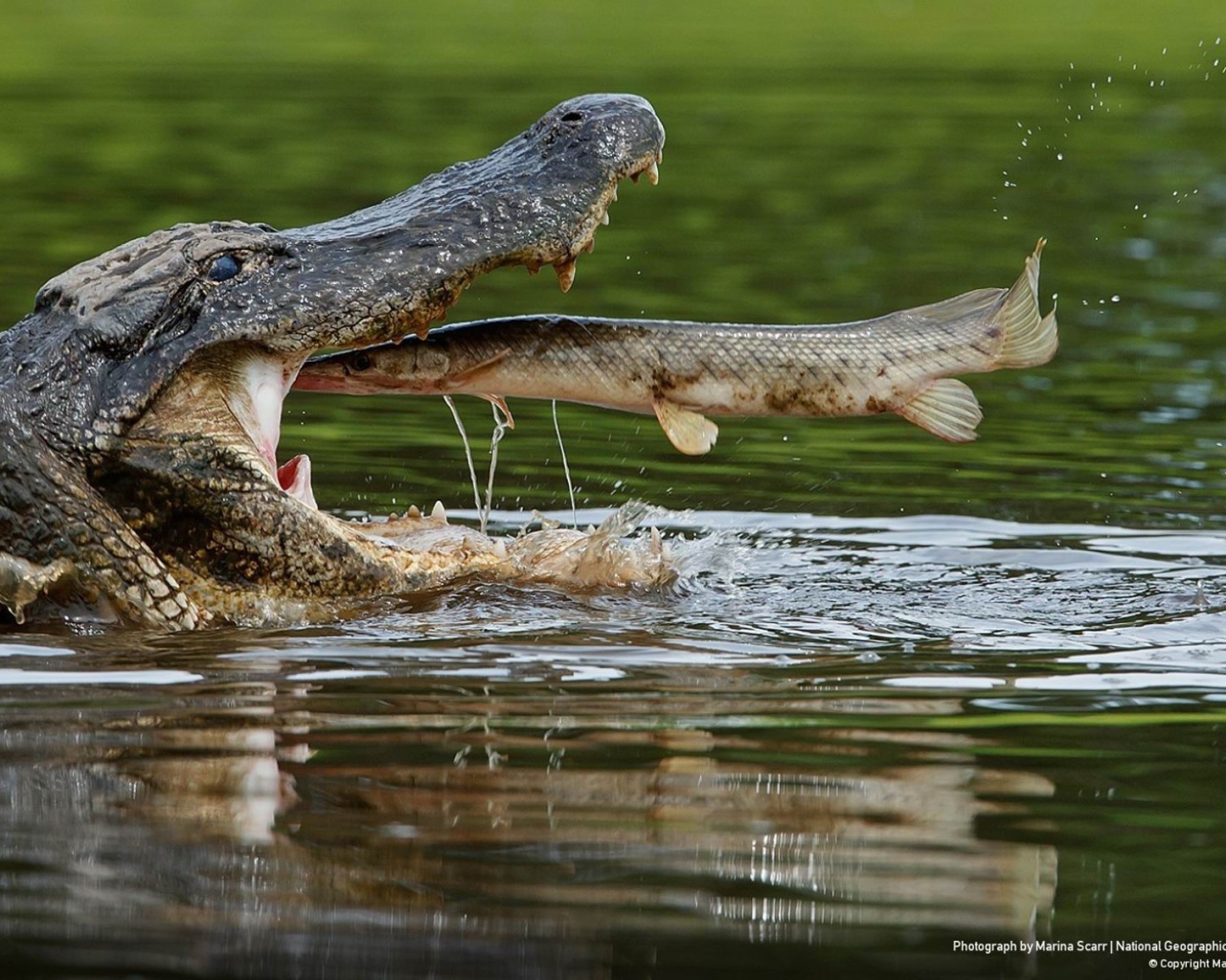 Рыба во рту крокодила