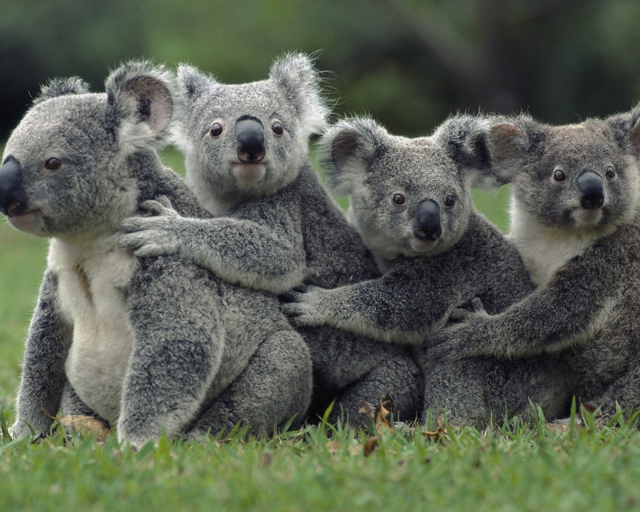 Четыре коалы сидят на траве