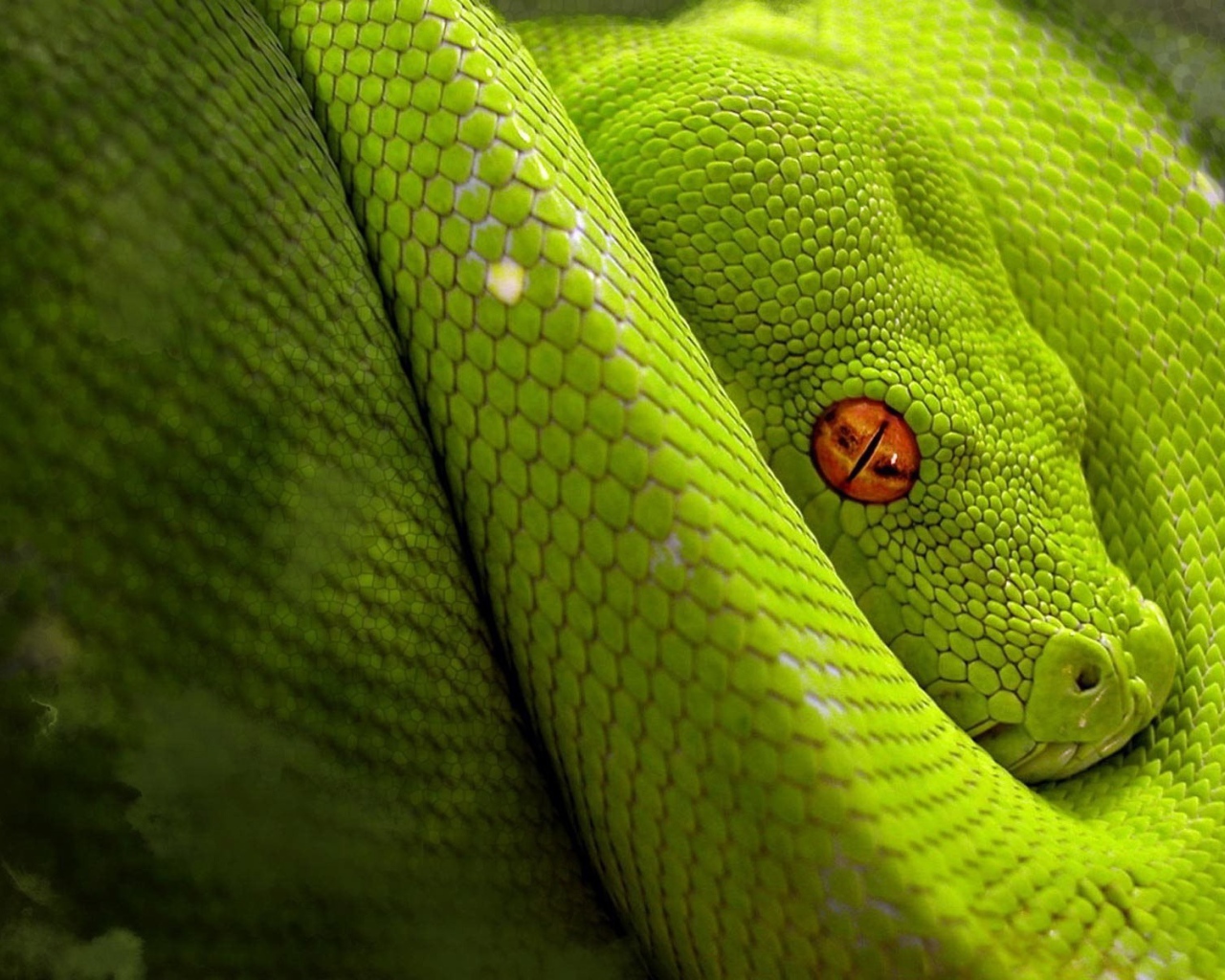 Светло зеленая змея с оранжевыми глазами