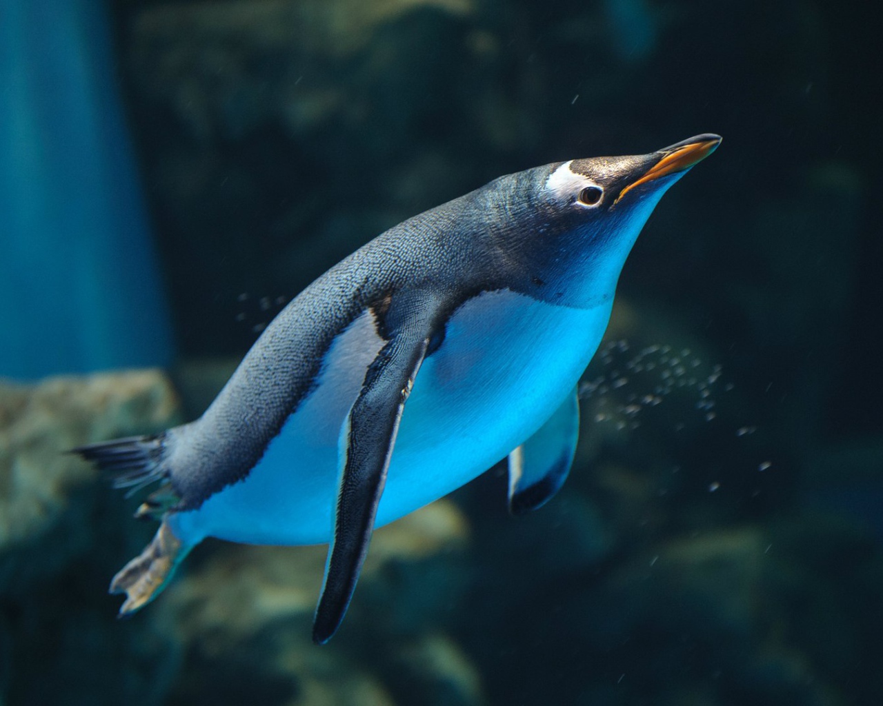 Пингвин плывет в воде