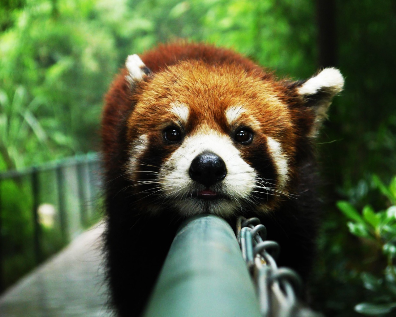 Красная панда на заборе