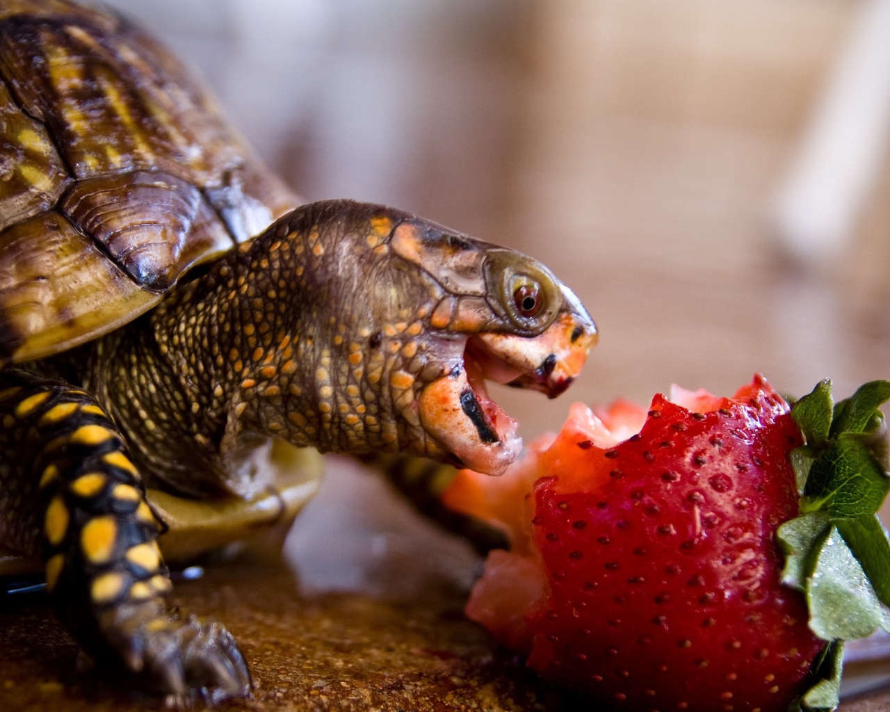 Черепаха с удовольствием ест клубнику