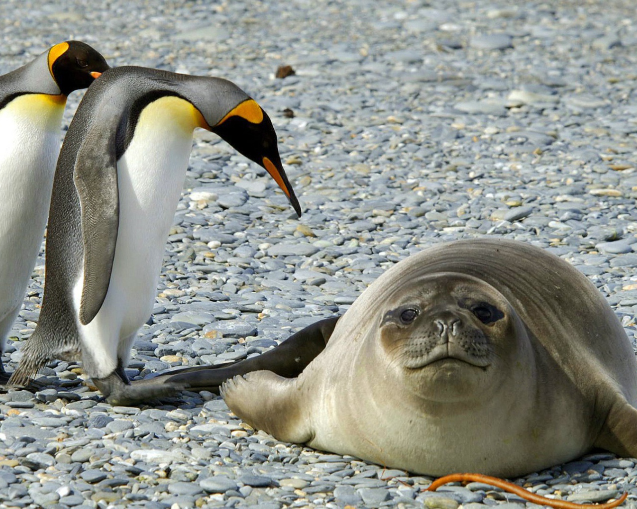 Два пингвина и тюлень