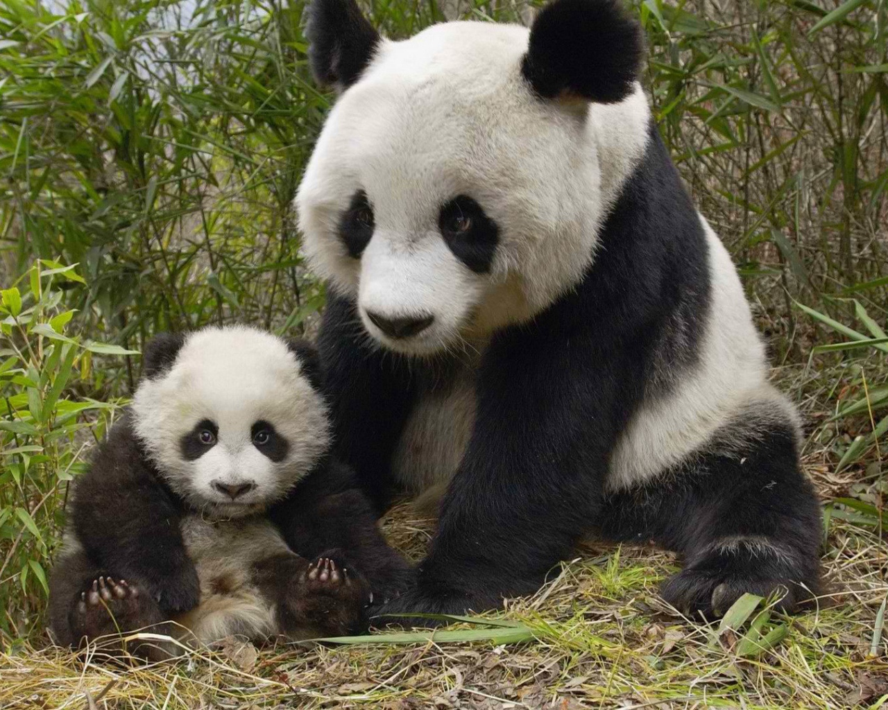 Панда с маленьким детенышем