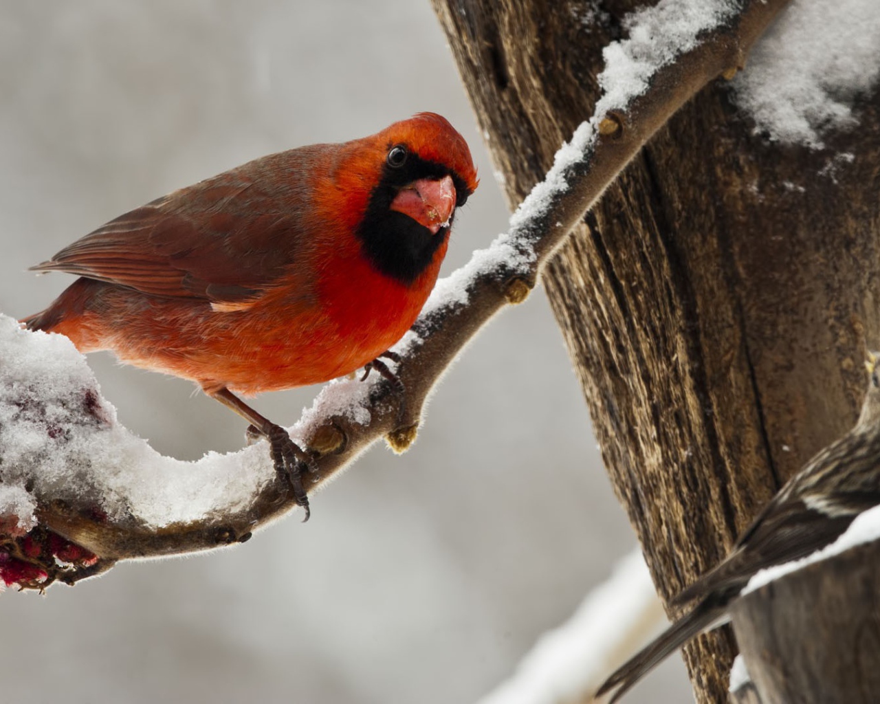 Cardinal Red Bird in winter