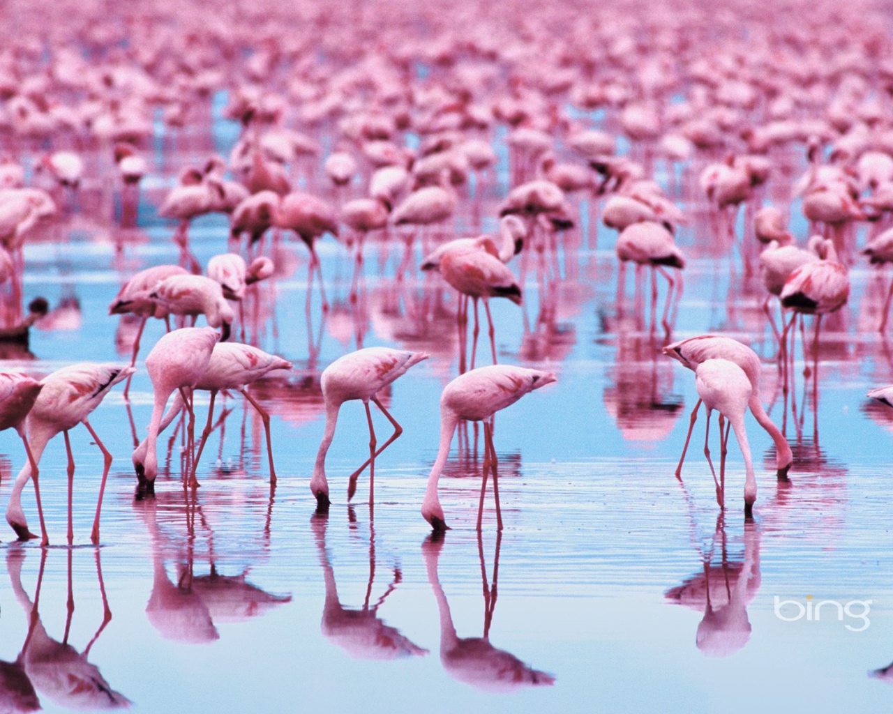 Озеро розовое от обилия фламинго