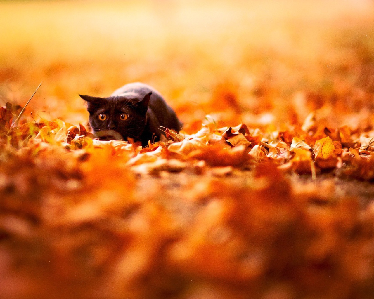 Черный кот охотник в опавших листьях