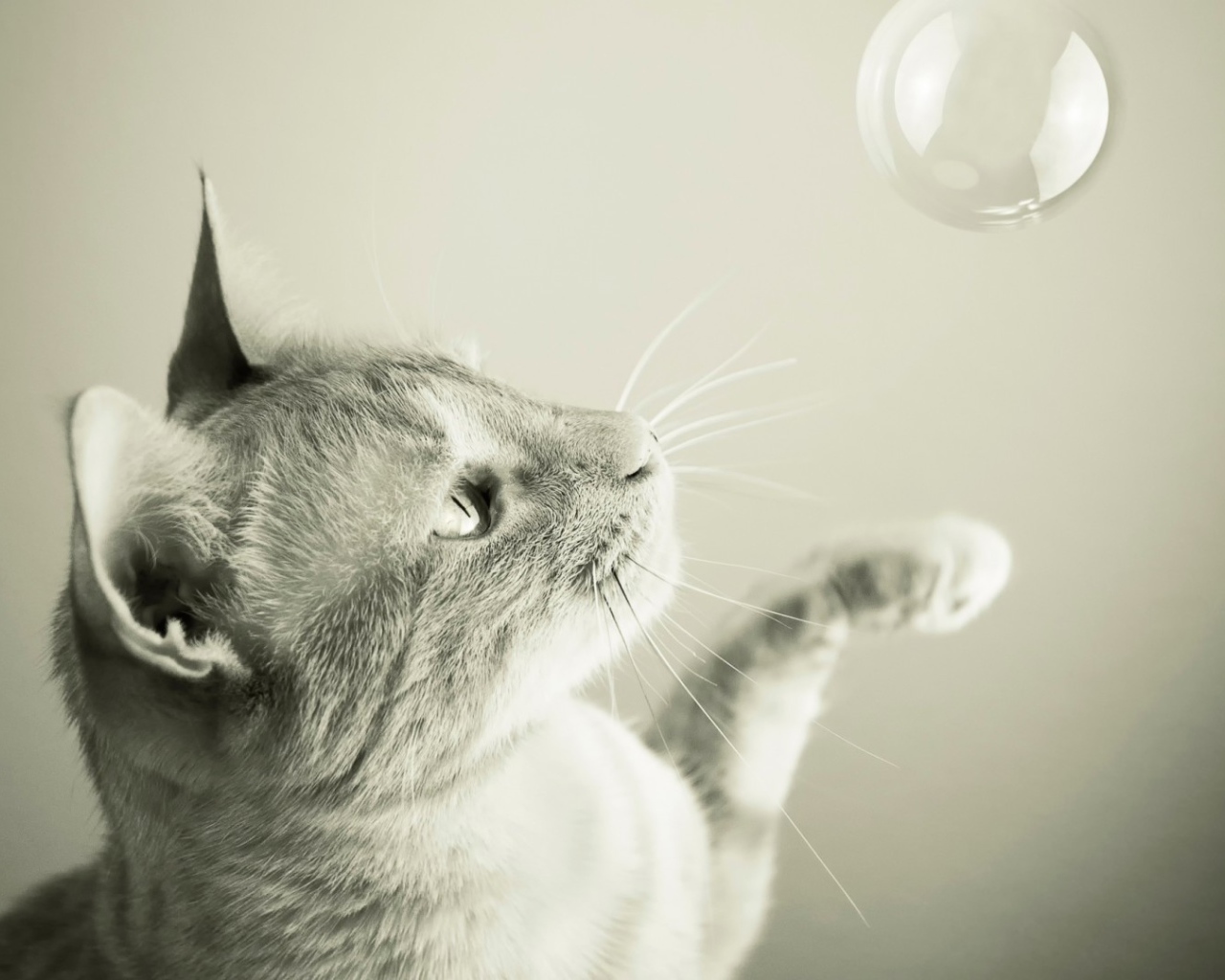 Кот ловит мыльный пузырь