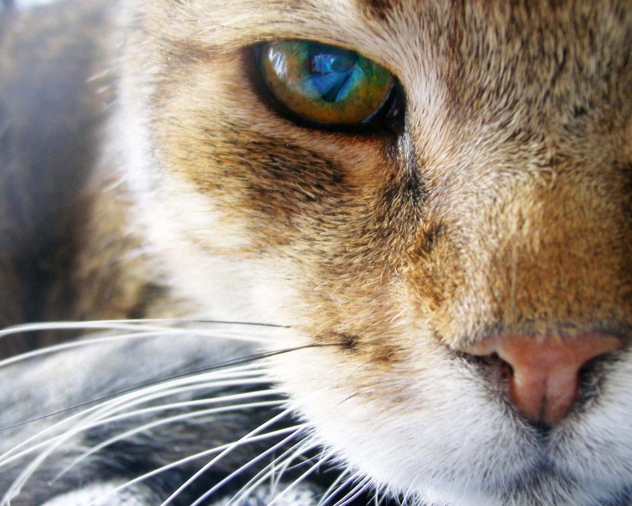 Глаз рыжего кота