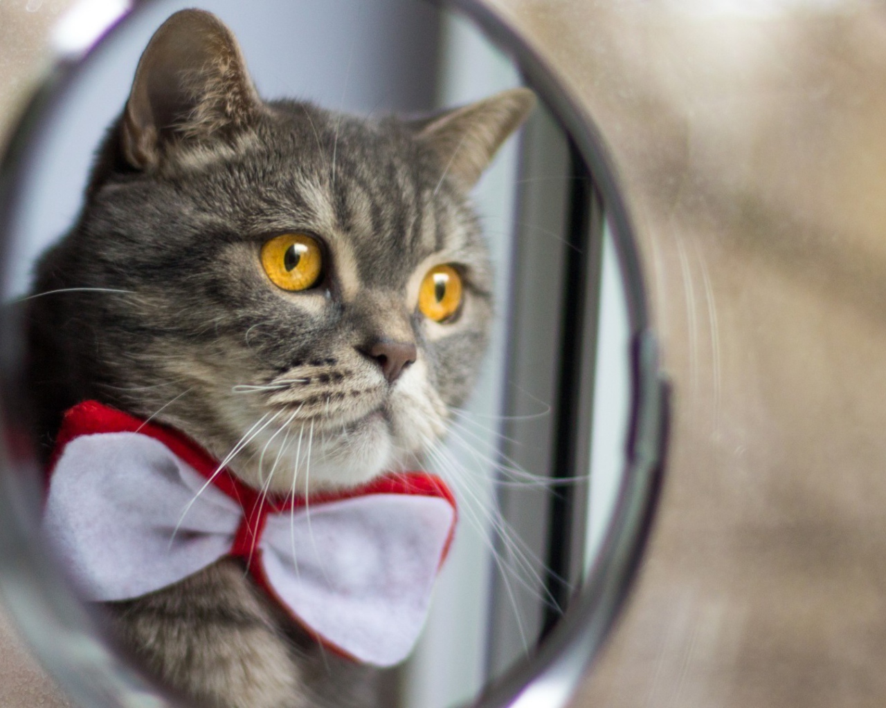 Модный кот смотрит в зеркало