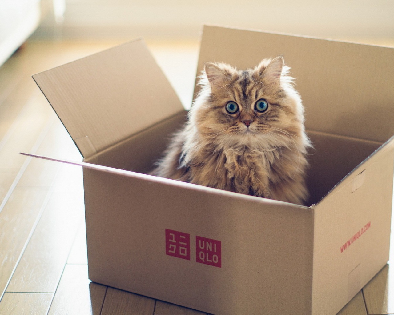 Пушистый кот в картонной коробке