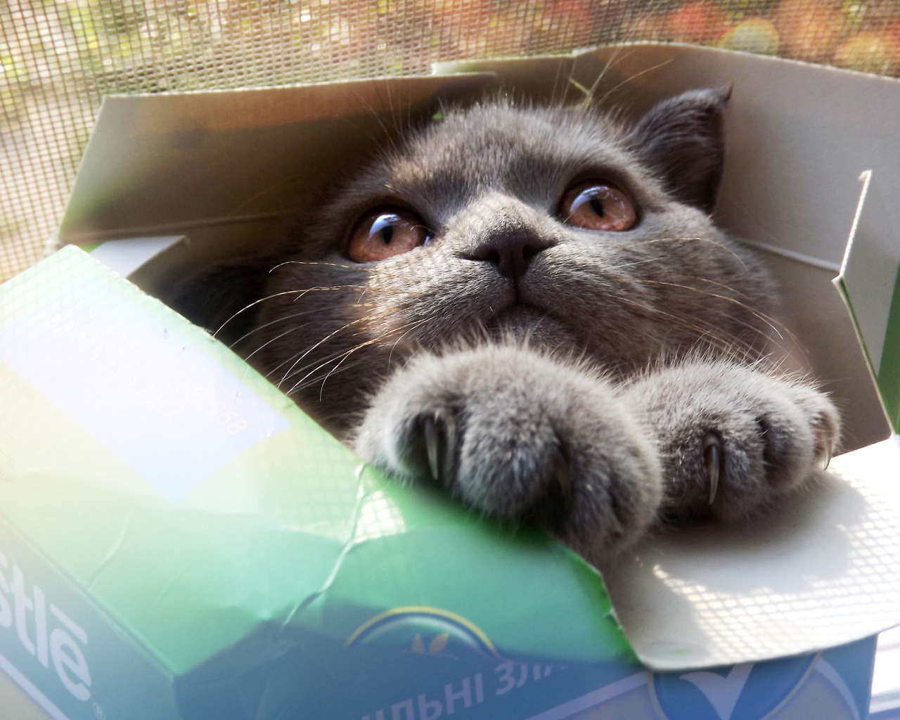 Серый кот в картонной коробке