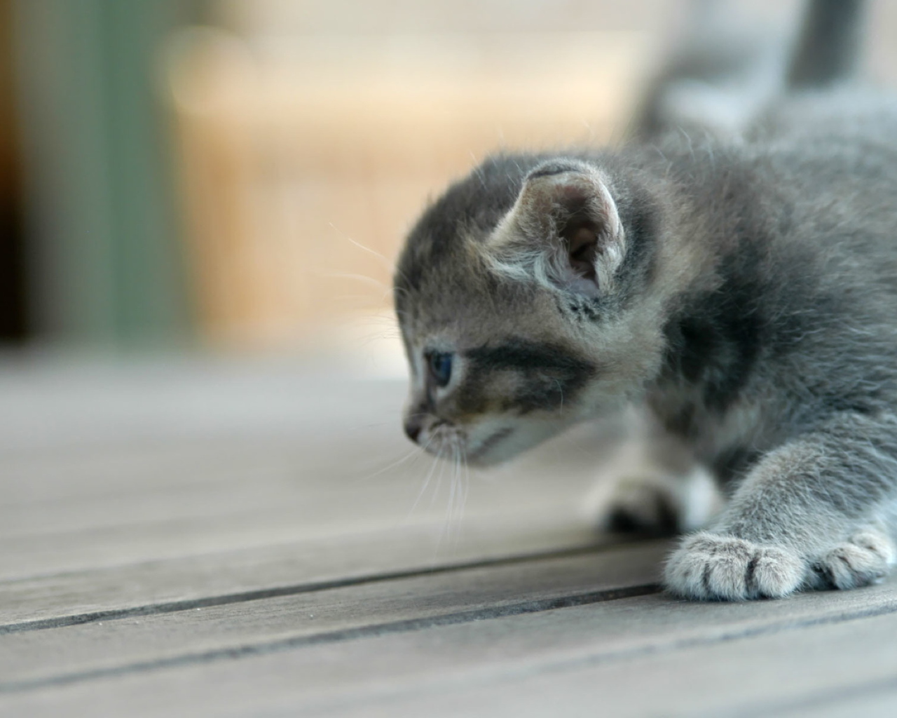 Grey playful kitten