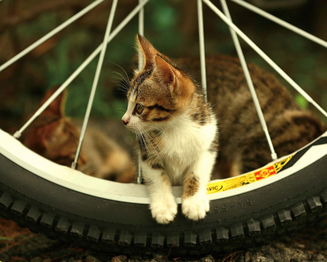 Котенок  в колесе велосипеда