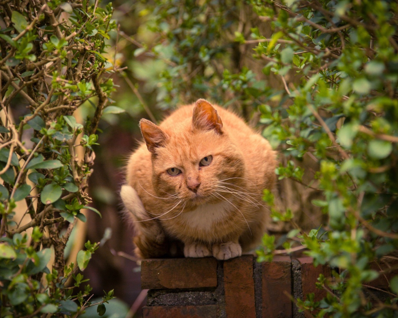 Рыжий кот на каменном заборе