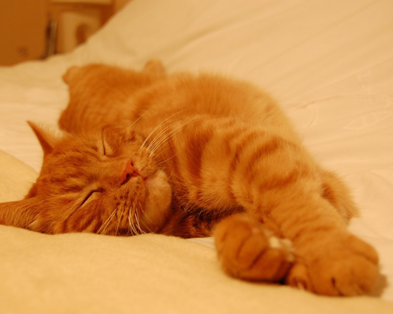 Рыжий кот сладко спит на простыне