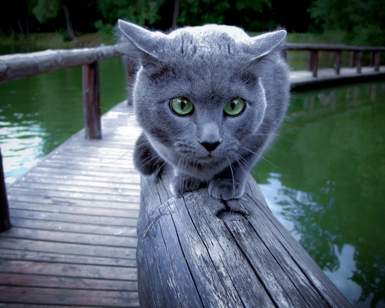 Русский голубой кот на деревянном мосту