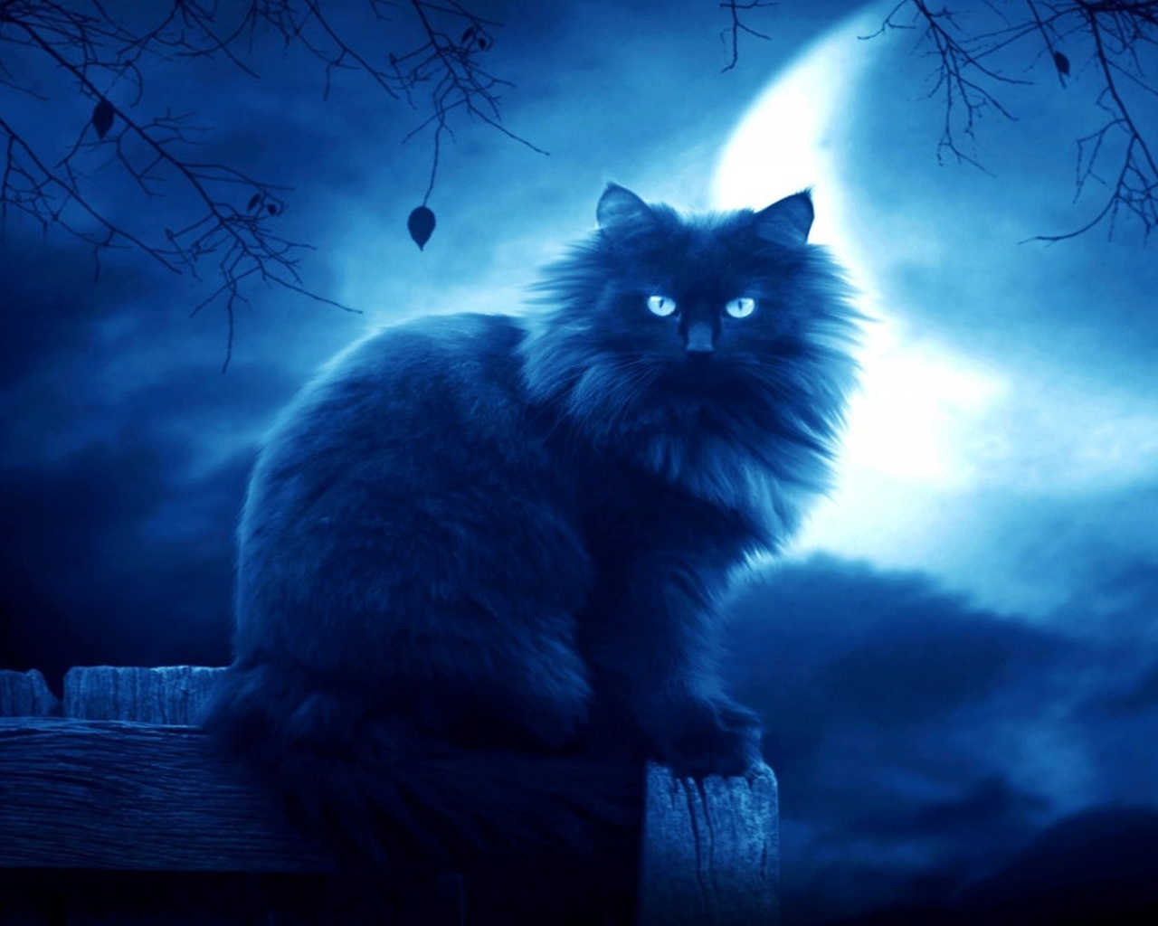 Лохматый черный кот на фоне луны