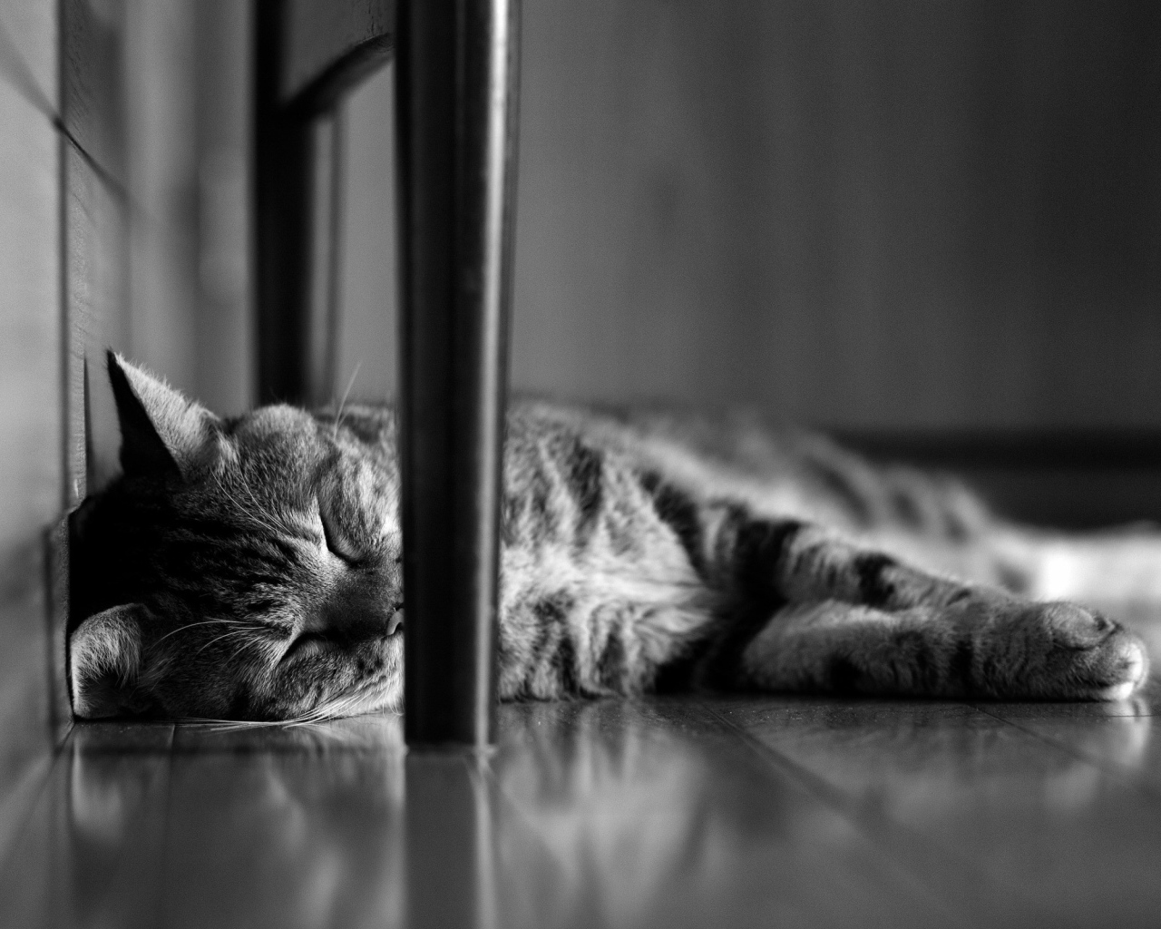 Кот сладко спит под стулом