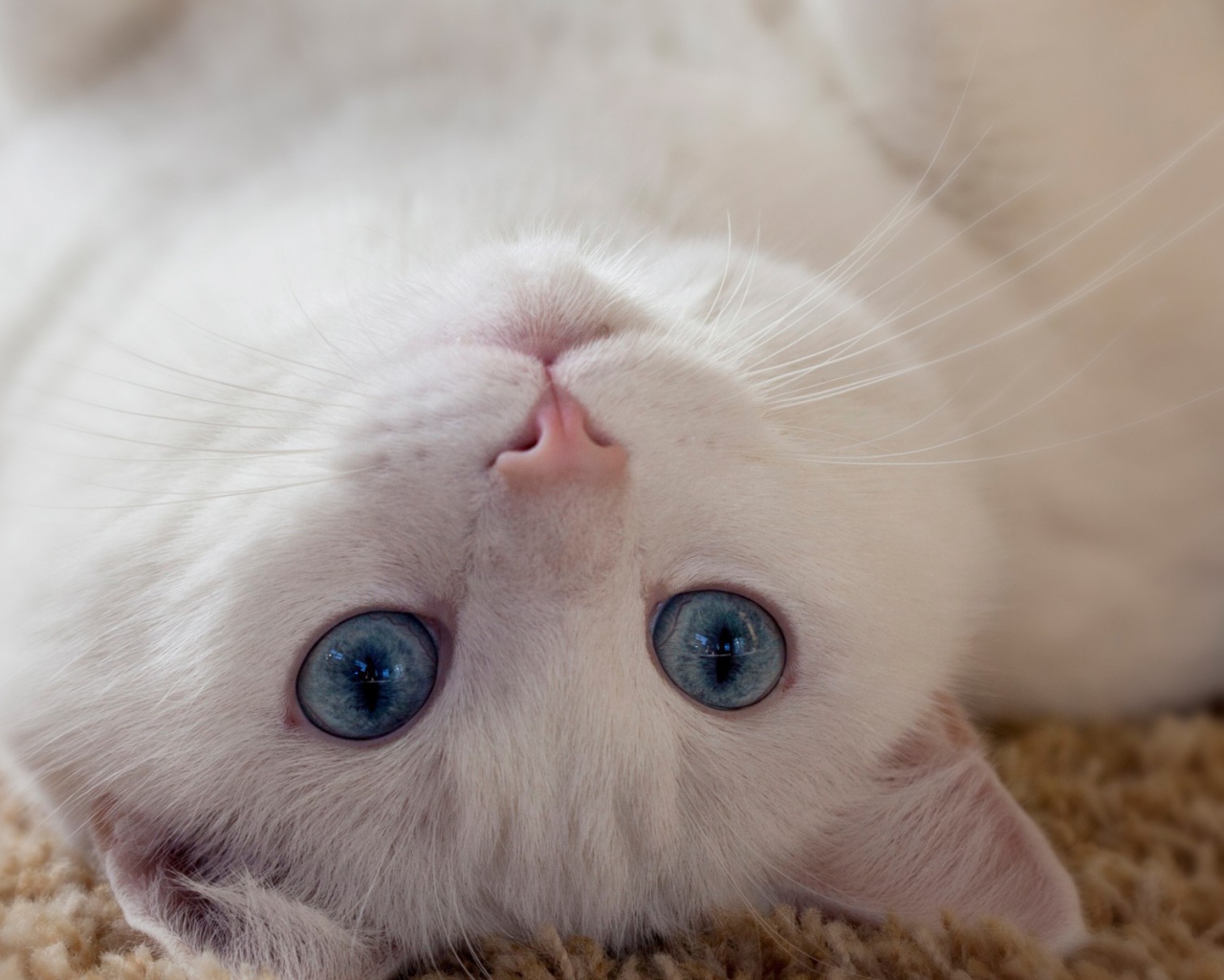 Голубоглазый белый кот лежит на спине