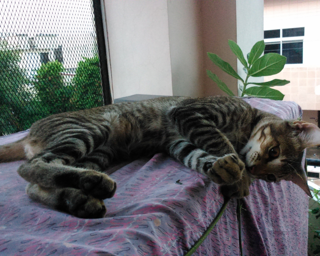Кот лежит у окна и играет с ниткой