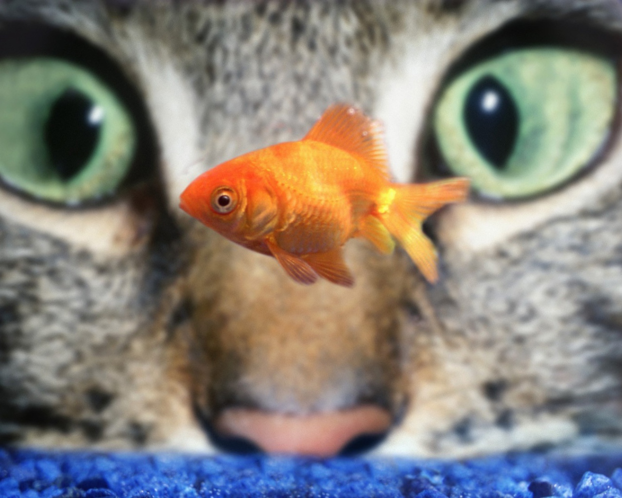 Кот наблюдает за рыбкой в аквариуме