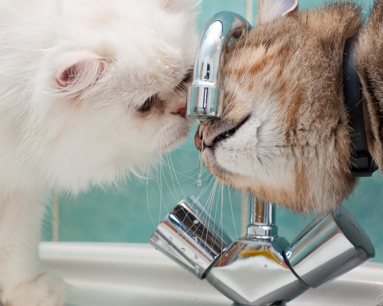 Два кота пьют воду из под крана