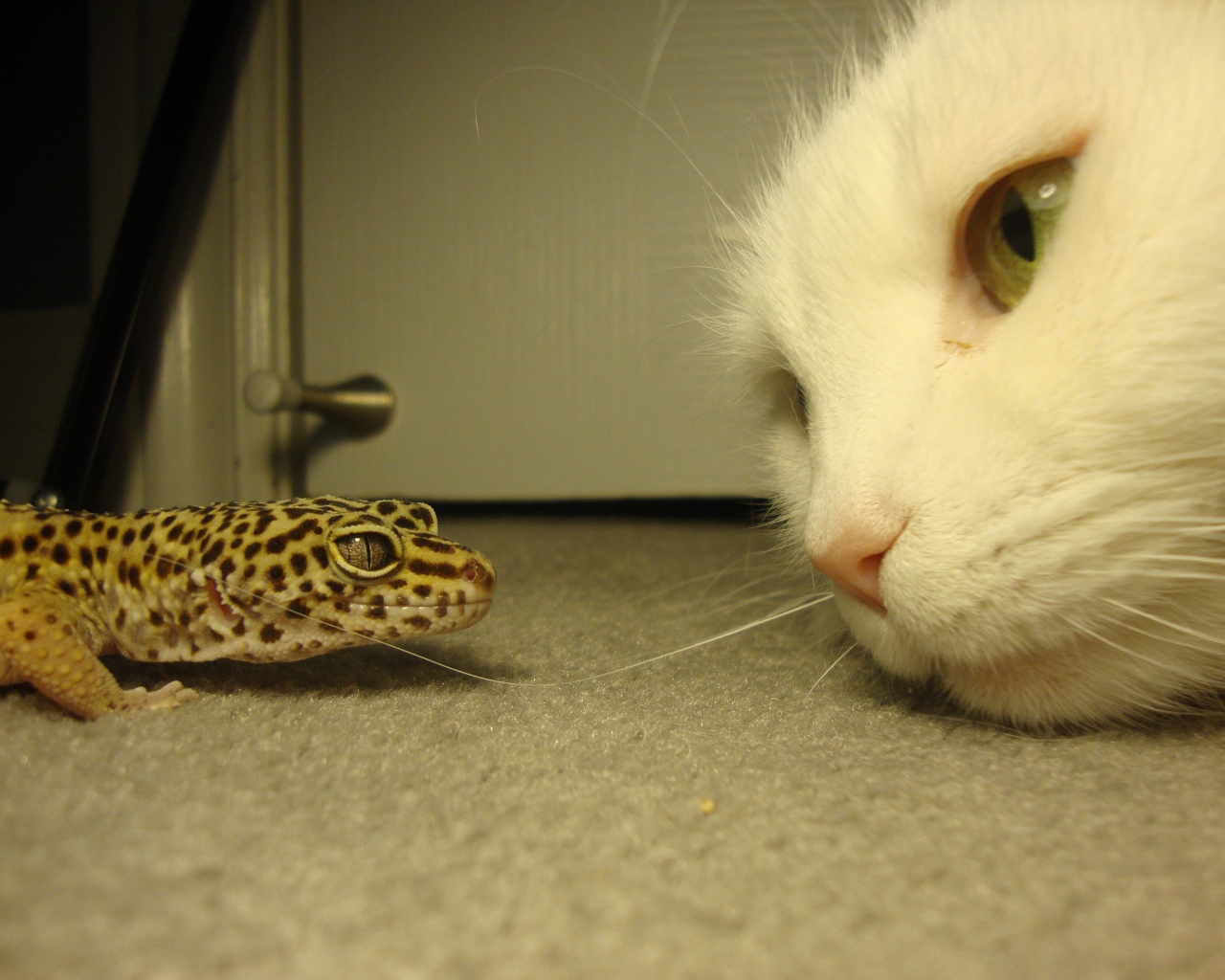 Белый кот и зеленая ящерица