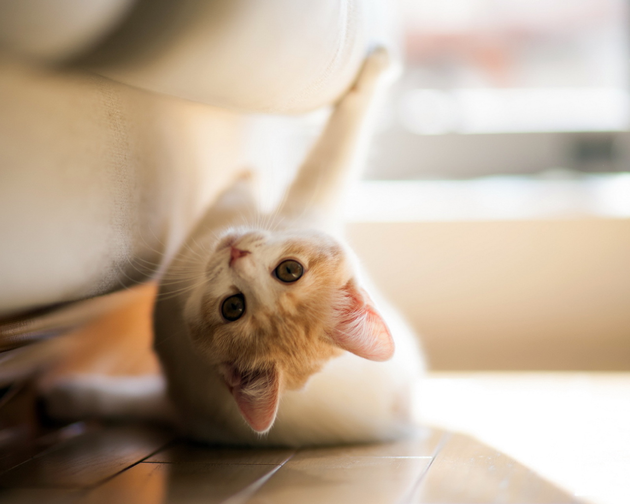 Игривый котенок под диваном