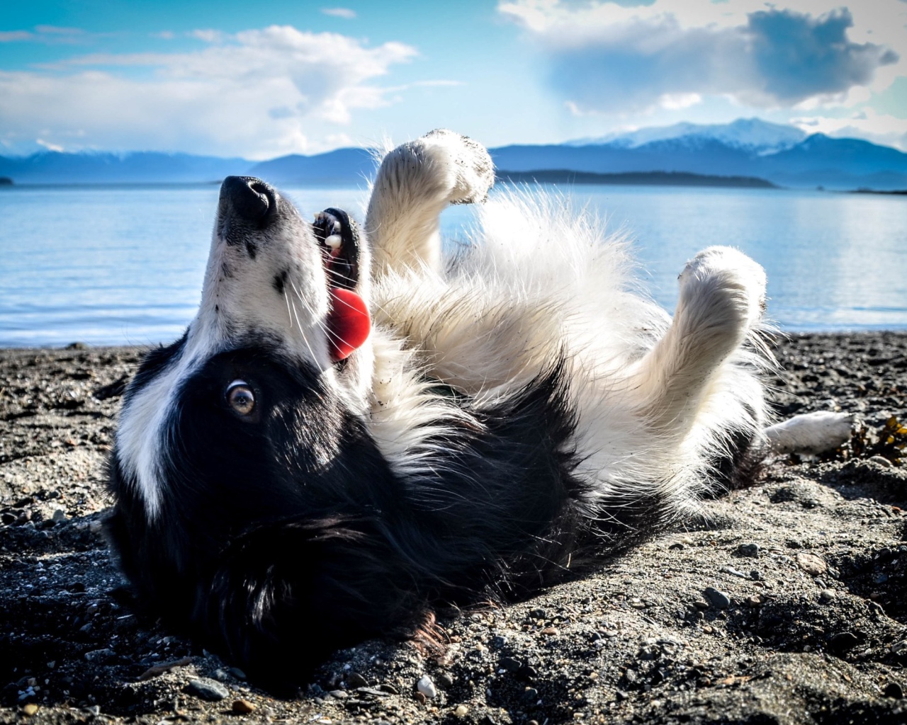 Black and white dog lies on his back on the beach