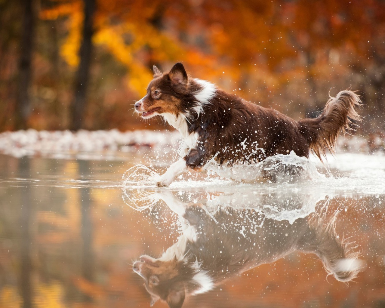 Коричневая собака бежит по воде